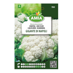 Seminte legume Amia A, conopida Gigante di Napoli