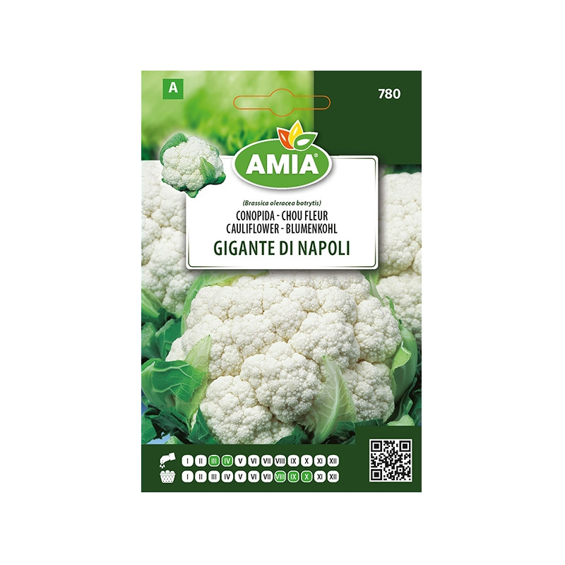 Seminte legume Amia A, conopida Gigante di Napoli