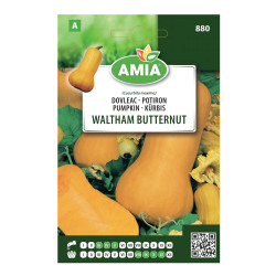 Seminte legume Amia A, dovleac placintar Waltham