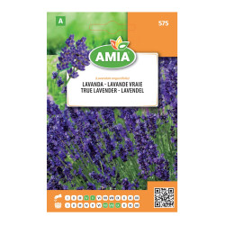 Seminte legume Amia A, lavanda