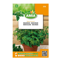 Seminte legume Amia A, maghiran