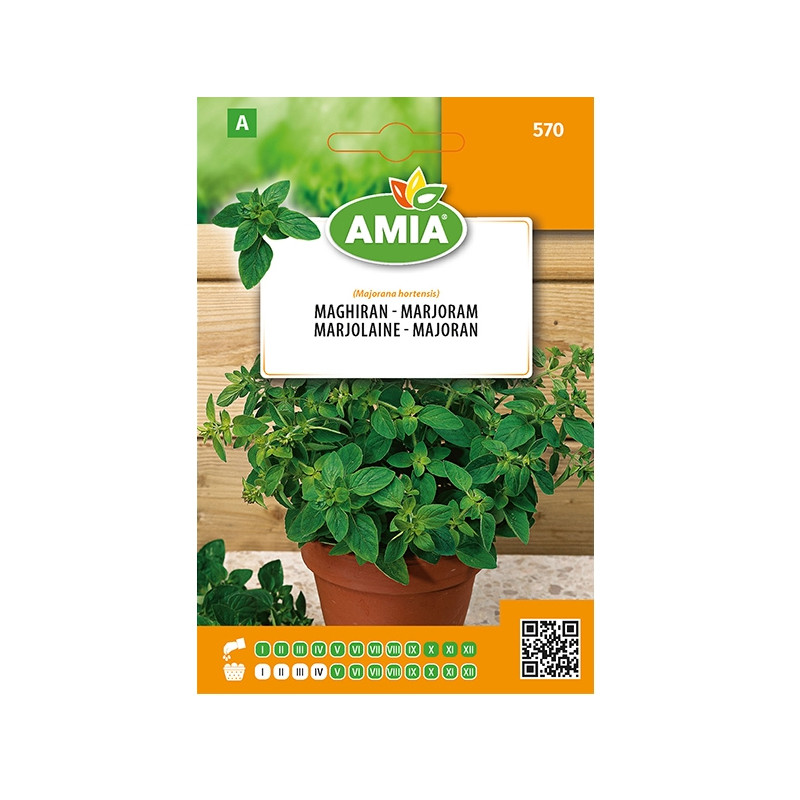 Seminte legume Amia A, maghiran