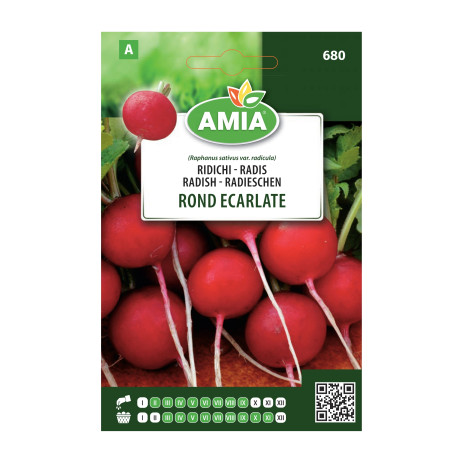 Seminte legume Amia A, ridichi Rond Ecarlate
