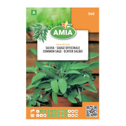 Seminte legume Amia A, salvie