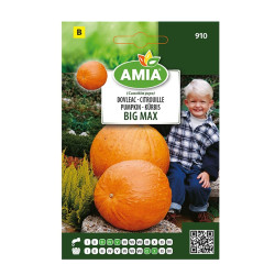 Seminte legume Amia B, dovleac Big Max