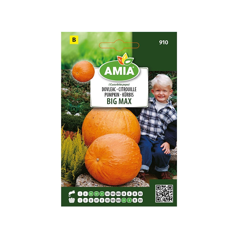 Seminte legume Amia B, dovleac Big Max