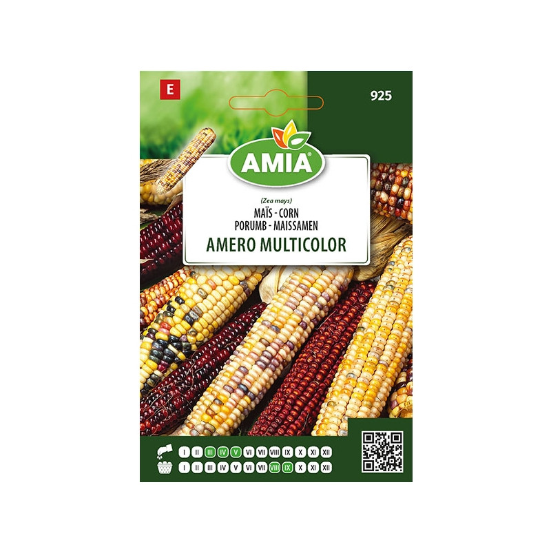Seminte legume Amia, porumb Amero Multicolor