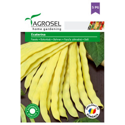 Seminte legume fasole Ecaterina AS-PG5
