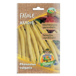 Seminte legume Micul Gradinar, fasole Maxidor