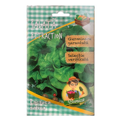 Seminte legume Micul Gradinar, salata verde Attraction