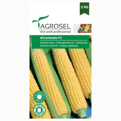 Seminte legume porumb zaharat Accentuate F1 AS