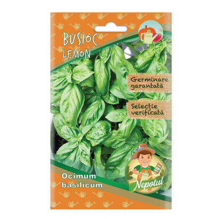 Seminte plante aromatice Micul Gradinar, busuioc Lemon